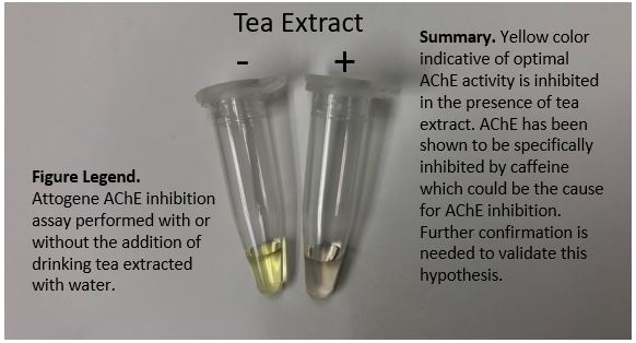 Acetylcholinesterase Inhibition Assay