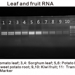 Plant and Algae RNA Isolation Kit data