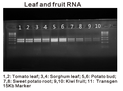 Plant and Algae RNA Isolation Kit data