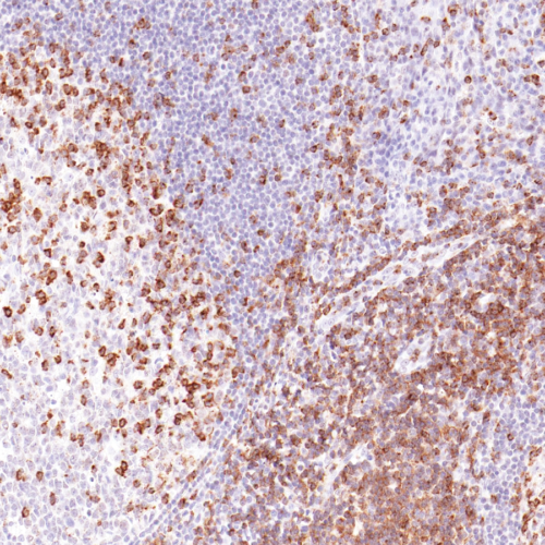 GeneAb™ CD2 Image