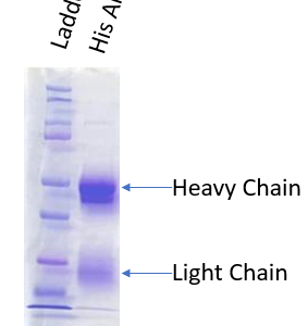 HIS-Tag polyclonal antibody