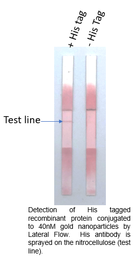 HIS-Tag polyclonal antibody
