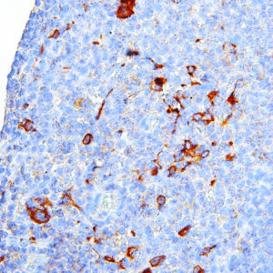 CTLA-4-IHC004-Tonsil