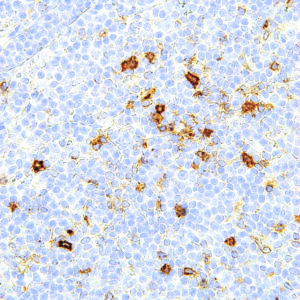 OX40-IHC140-Tonsil (Mouse)