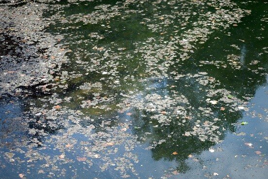 Blue-green Algae in Lady Bird Lake