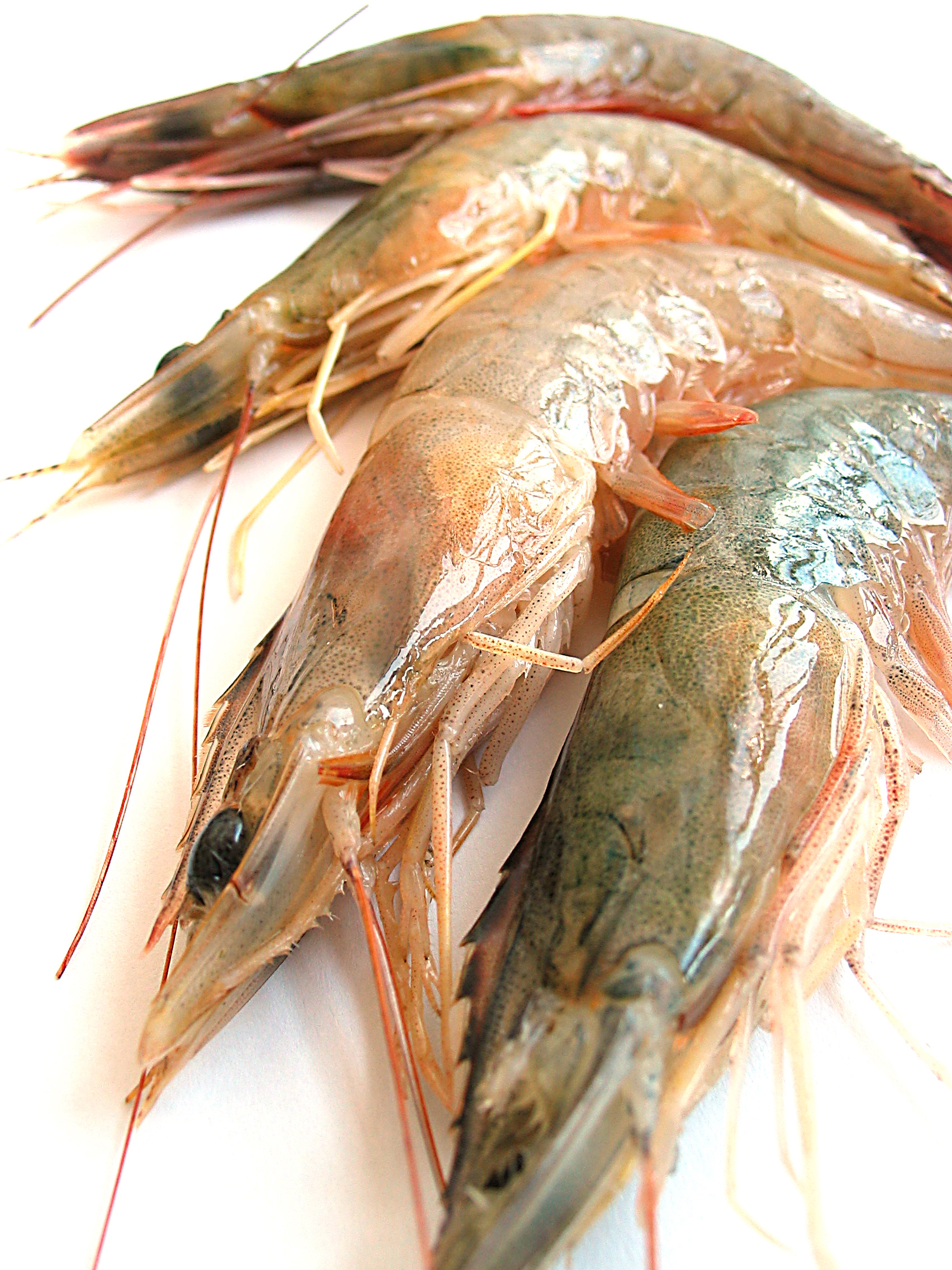 Prawns