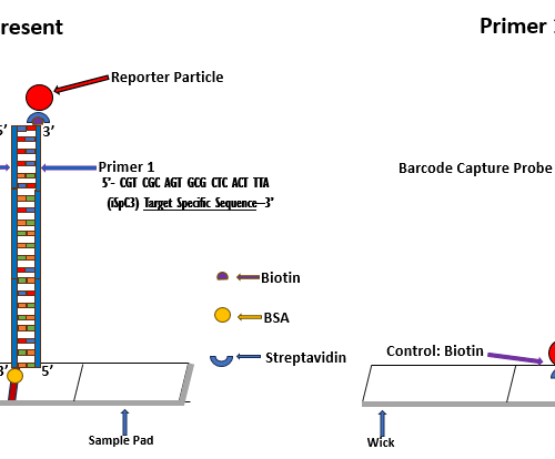 Nucleic Acid Lateral Flow (NALF) Barcode Test Strips