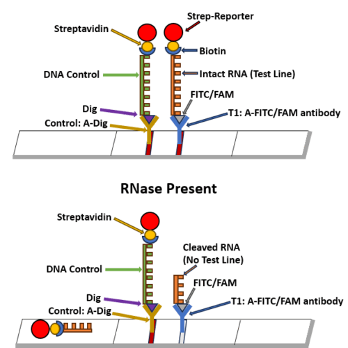 RNaseAlarm - Lateral Flow RNase Activity Assay Kit